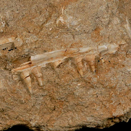 3.6" Saber Toothed Herring Fossil Tooth Jaw Section Enchodus Libycus Cretaceous Age COA