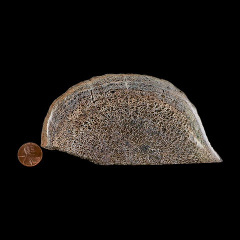 5.3" Fossil Dinosaur Gem Bone Cut Polished Slab Agatized Dinosaur Bone Morocco - Fossil Age Minerals
