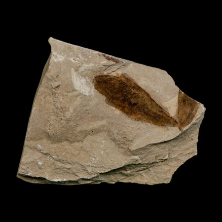 1.2" Detailed Cardiospermum Coloradensis Balloon Vine Fossil Plant Leaf Eocene Age