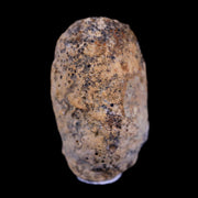 0.7 Snake Egg Fossil Ophiodienovum Sp Eocene Age Bouxwiller in Alsace, France Display