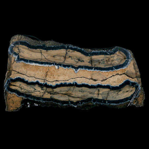 2.9" Mammoth Tooth Cross Section In Riker Display Pleistocene Age Hawthorne FM - Fossil Age Minerals