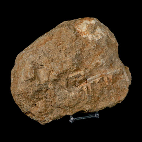 3.6" Saber Toothed Herring Fossil Tooth Jaw Section Enchodus Libycus Cretaceous Age COA