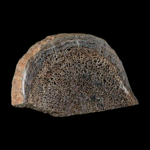 5.3" Fossil Dinosaur Gem Bone Cut Polished Slab Agatized Dinosaur Bone Morocco - Fossil Age Minerals