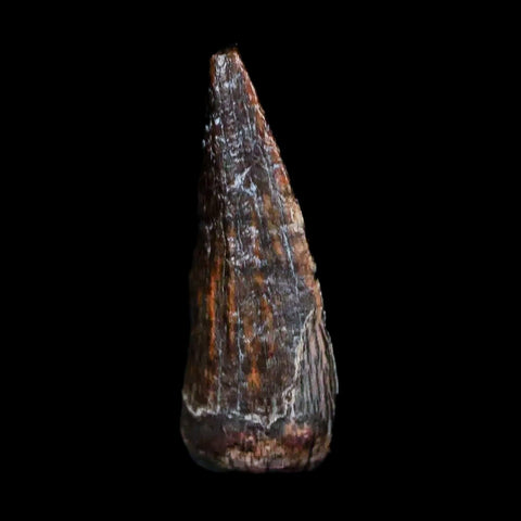0.6" Suchomimus Fossil Tooth Cretaceous Spinosaurid Dinosaur Elraz FM Niger COA - Fossil Age Minerals