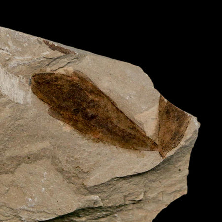 1.2" Detailed Cardiospermum Coloradensis Balloon Vine Fossil Plant Leaf Eocene Age