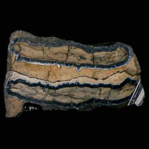 2.9" Mammoth Tooth Cross Section In Riker Display Pleistocene Age Hawthorne FM - Fossil Age Minerals