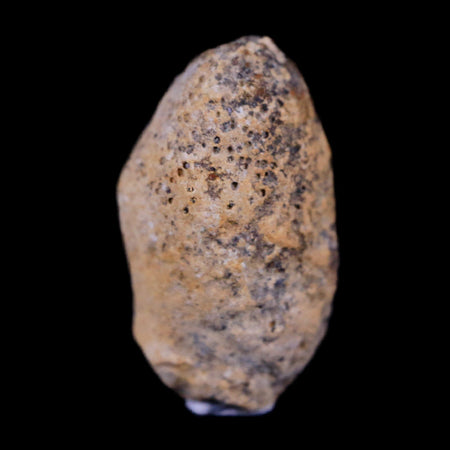 0.7 Snake Egg Fossil Ophiodienovum Sp Eocene Age Bouxwiller in Alsace, France Display