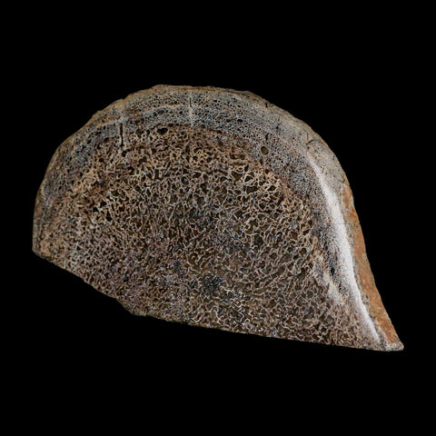 5.3" Fossil Dinosaur Gem Bone Cut Polished Slab Agatized Dinosaur Bone Morocco - Fossil Age Minerals