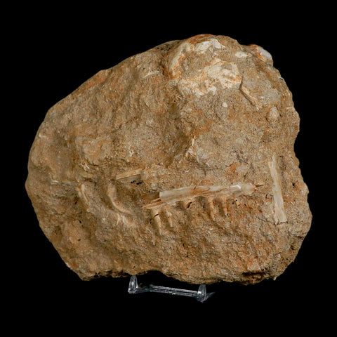 3.6" Saber Toothed Herring Fossil Tooth Jaw Section Enchodus Libycus Cretaceous Age COA