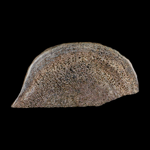 5.3" Fossil Dinosaur Gem Bone Cut Polished Slab Agatized Dinosaur Bone Morocco - Fossil Age Minerals