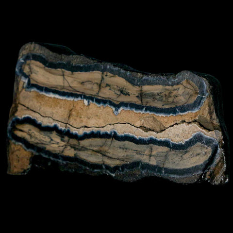 2.9" Mammoth Tooth Cross Section In Riker Display Pleistocene Age Hawthorne FM - Fossil Age Minerals