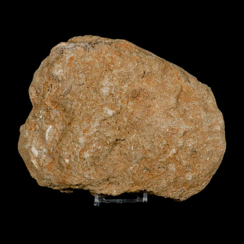 3.6" Saber Toothed Herring Fossil Tooth Jaw Section Enchodus Libycus Cretaceous Age COA