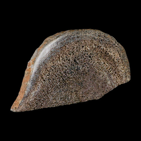 5.3" Fossil Dinosaur Gem Bone Cut Polished Slab Agatized Dinosaur Bone Morocco - Fossil Age Minerals