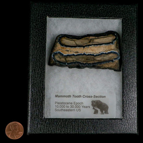 2.9" Mammoth Tooth Cross Section In Riker Display Pleistocene Age Hawthorne FM - Fossil Age Minerals