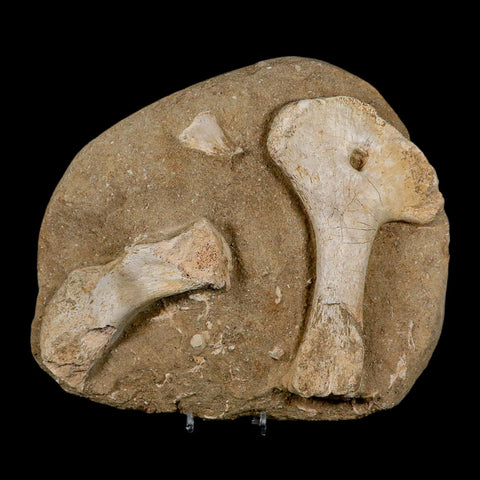 9.7" Crocodile Fossil Bones Cretaceous Age Morocco Crocodilian Stand