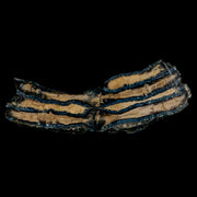 3.7" Mammoth Tooth Cross Section In Riker Display Pleistocene Age Hawthorne FM
