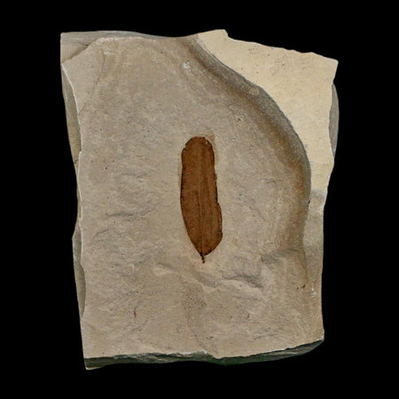 1.1" Caesalpinia Pecorae Divi Divi Trees Fossil Plant Leaf Eocene Age Uintah Utah