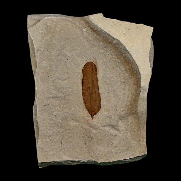 1.1