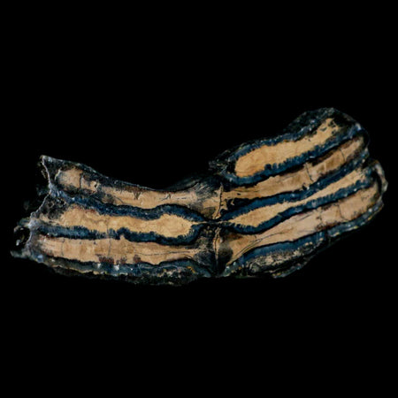 3.7" Mammoth Tooth Cross Section In Riker Display Pleistocene Age Hawthorne FM