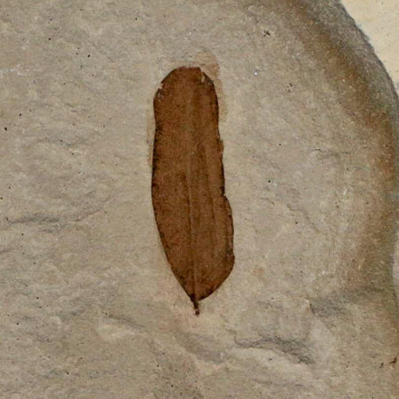 1.1" Caesalpinia Pecorae Divi Divi Trees Fossil Plant Leaf Eocene Age Uintah Utah