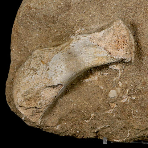 9.7" Crocodile Fossil Bones Cretaceous Age Morocco Crocodilian Stand