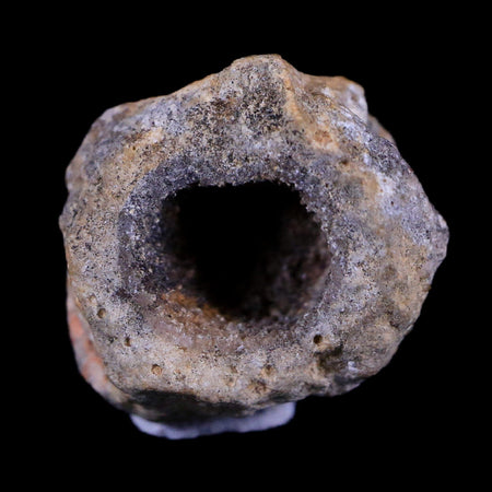 0.5 Snake Egg Fossil Ophiodienovum Sp Eocene Age Bouxwiller in Alsace, France Display