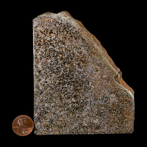4.2" Fossil Dinosaur Gem Bone Cut Polished Slab Agatized Dinosaur Bone Morocco - Fossil Age Minerals