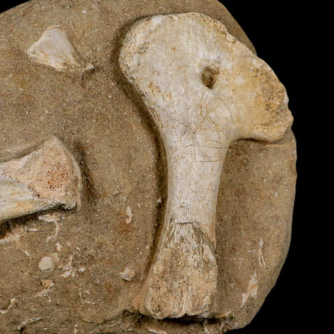 9.7" Crocodile Fossil Bones Cretaceous Age Morocco Crocodilian Stand