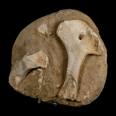 9.7" Crocodile Fossil Bones Cretaceous Age Morocco Crocodilian Stand