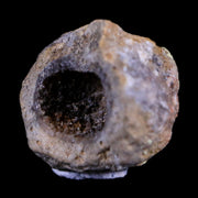0.5 Snake Egg Fossil Ophiodienovum Sp Eocene Age Bouxwiller in Alsace, France Display