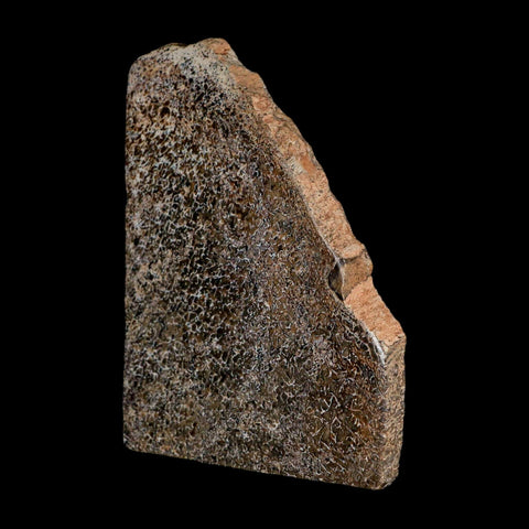 4.2" Fossil Dinosaur Gem Bone Cut Polished Slab Agatized Dinosaur Bone Morocco - Fossil Age Minerals