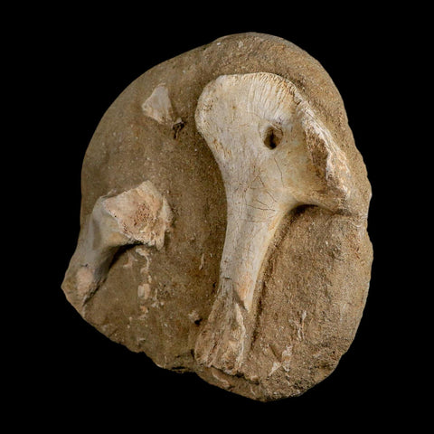 9.7" Crocodile Fossil Bones Cretaceous Age Morocco Crocodilian Stand