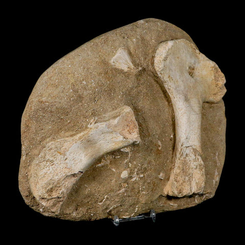 9.7" Crocodile Fossil Bones Cretaceous Age Morocco Crocodilian Stand