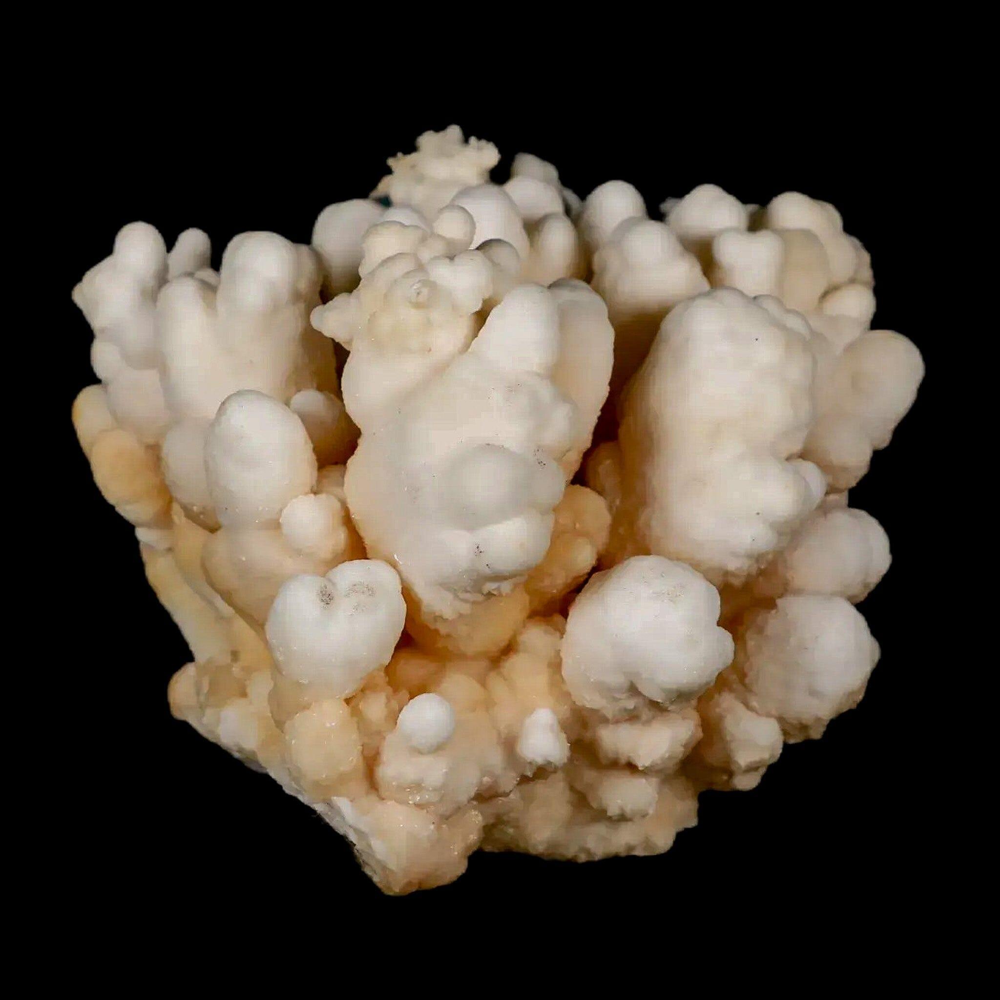 3.7" Botryoidal Aragonite Cave Calcite Crystal Cluster Mineral Specimen Morocco - Fossil Age Minerals