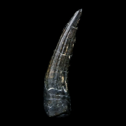 0.8" Suchomimus Fossil Tooth Cretaceous Spinosaurid Dinosaur Elraz FM Niger COA - Fossil Age Minerals