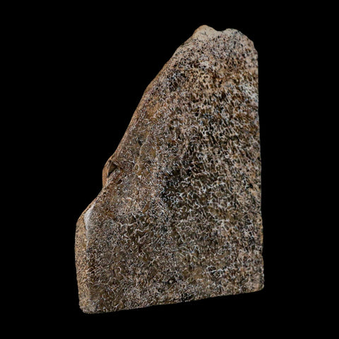 4.2" Fossil Dinosaur Gem Bone Cut Polished Slab Agatized Dinosaur Bone Morocco - Fossil Age Minerals