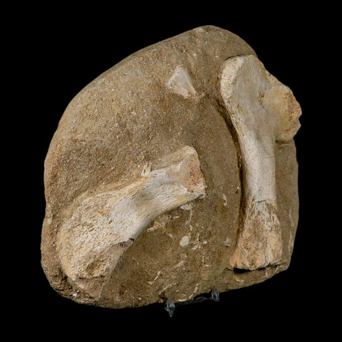 9.7" Crocodile Fossil Bones Cretaceous Age Morocco Crocodilian Stand