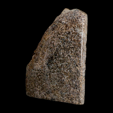 4.2" Fossil Dinosaur Gem Bone Cut Polished Slab Agatized Dinosaur Bone Morocco - Fossil Age Minerals