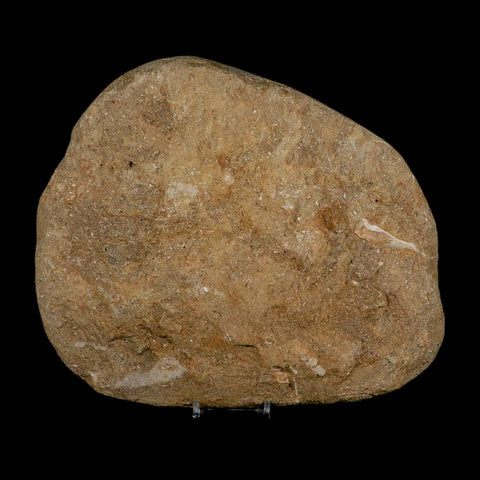 9.7" Crocodile Fossil Bones Cretaceous Age Morocco Crocodilian Stand