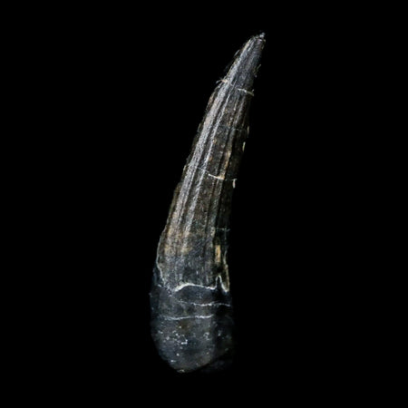 0.8" Suchomimus Fossil Tooth Cretaceous Spinosaurid Dinosaur Elraz FM Niger COA