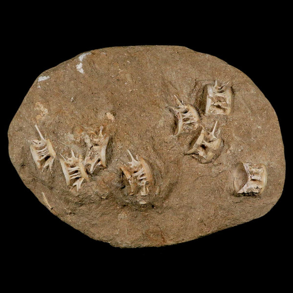 Eight 8 Saber Toothed Herring Fossil Vertebrae Enchodus Libycus Cretaceous Age