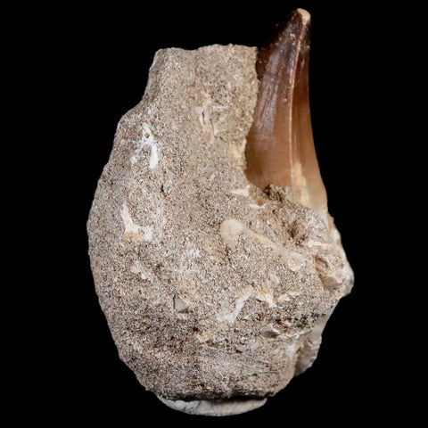XL 2.2" Mosasaur Prognathodon Fossil Tooth In Matrix Cretaceous Dinosaur Era COA - Fossil Age Minerals