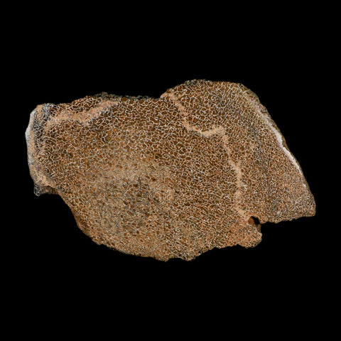 6" Fossil Dinosaur Gem Bone Cut Polished Slab Agatized Dinosaur Bone Morocco - Fossil Age Minerals