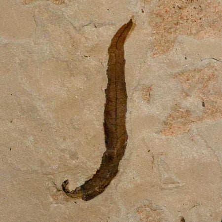 1.8" Detailed Salix Longiacuminata Fossil Plant Leaf Eocene Age Green River Formation Utah