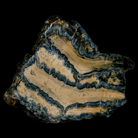 2.4" Mammoth Tooth Cross Section In Riker Display Pleistocene Age Hawthorne FM