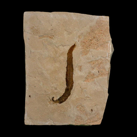 1.8" Detailed Salix Longiacuminata Fossil Plant Leaf Eocene Age Green River Formation Utah