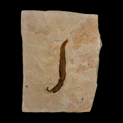 1.8" Detailed Salix Longiacuminata Fossil Plant Leaf Eocene Age Green River Formation Utah - Fossil Age Minerals