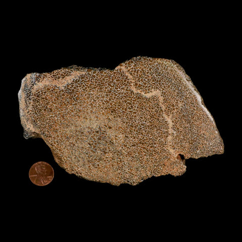 6" Fossil Dinosaur Gem Bone Cut Polished Slab Agatized Dinosaur Bone Morocco - Fossil Age Minerals