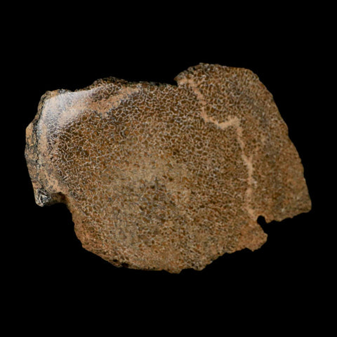 6" Fossil Dinosaur Gem Bone Cut Polished Slab Agatized Dinosaur Bone Morocco - Fossil Age Minerals