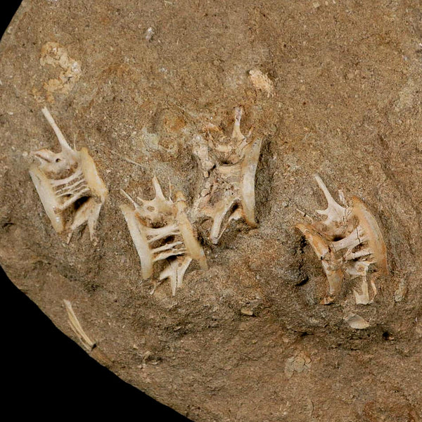 Eight 8 Saber Toothed Herring Fossil Vertebrae Enchodus Libycus Cretaceous Age
